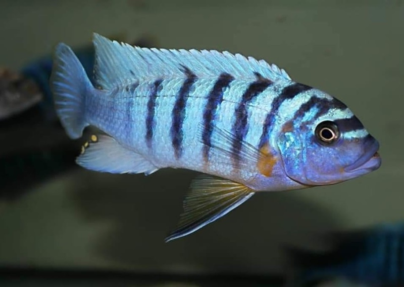 Maylandia fainzilberi 'Ndonga'